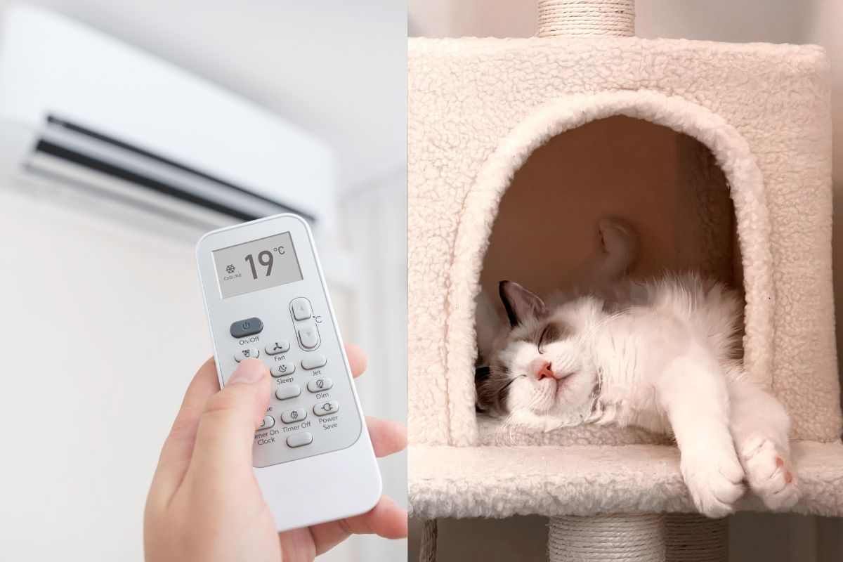 gatto e aria condizionata in casa