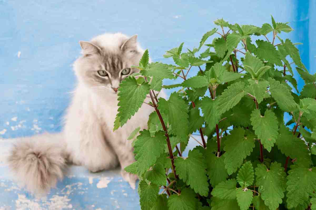 Gatto e erba gatta