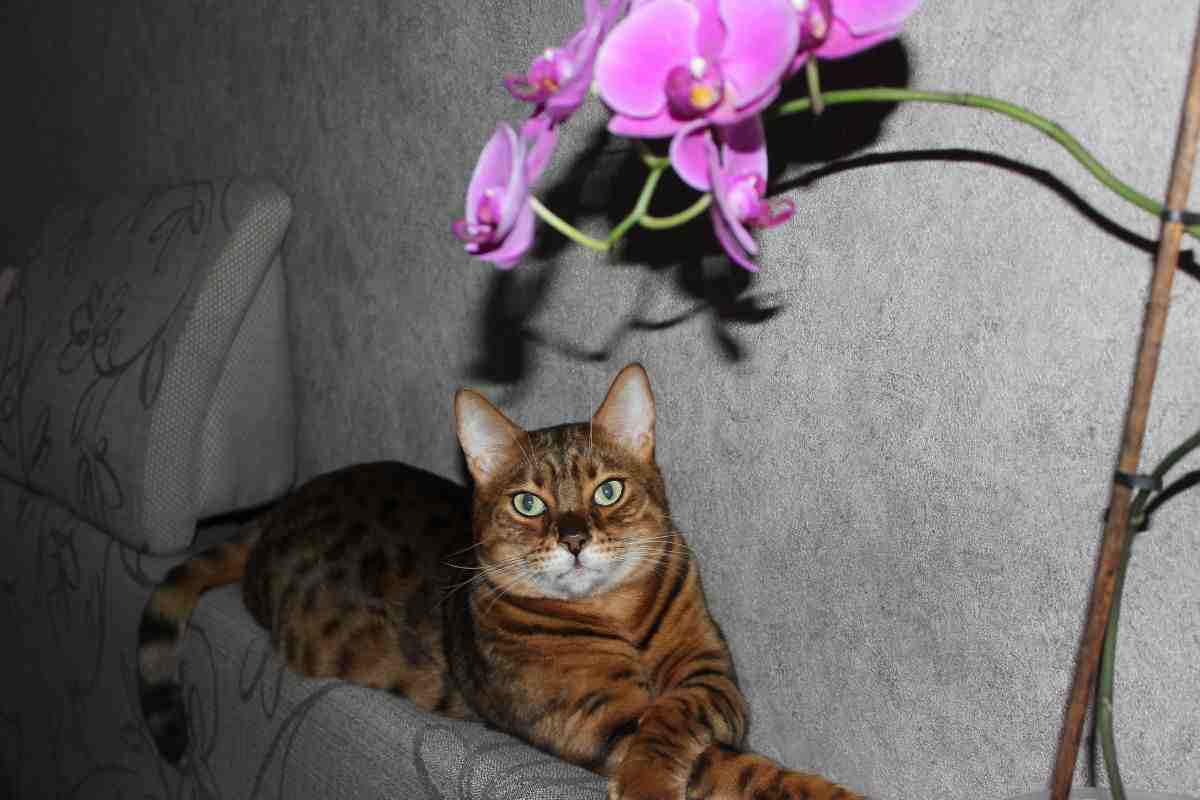 Gatta e orchidea