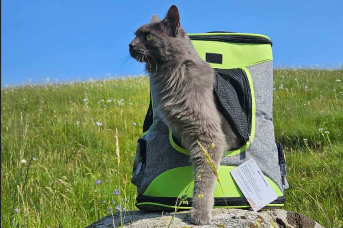 Trasportino panoramico per gatto nella natura