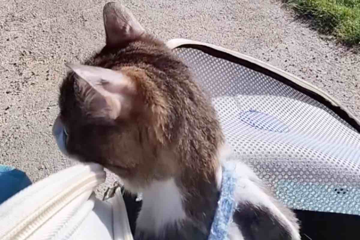 Gatto nello zaino da viaggio con apertura panoramica