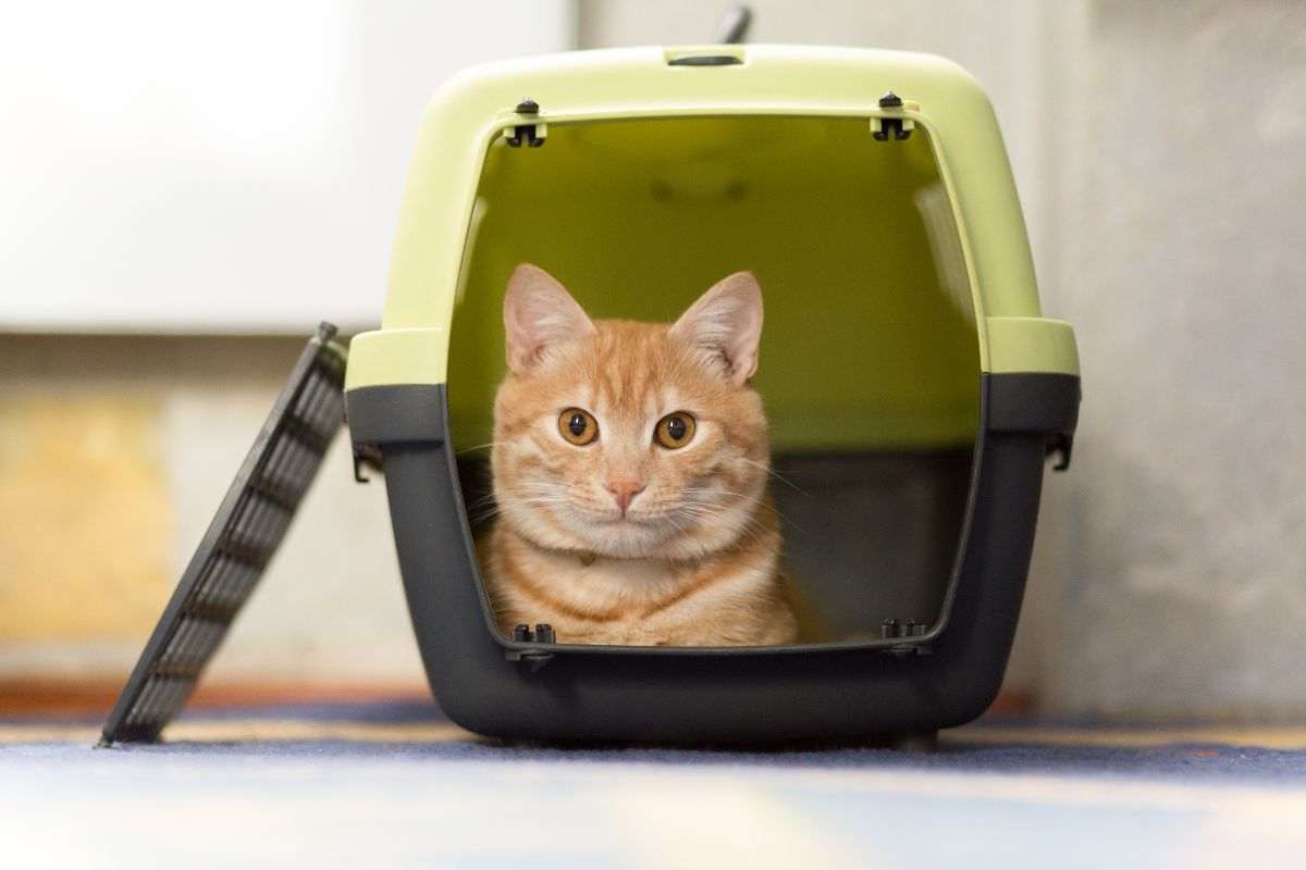 Gatto nel trasportino