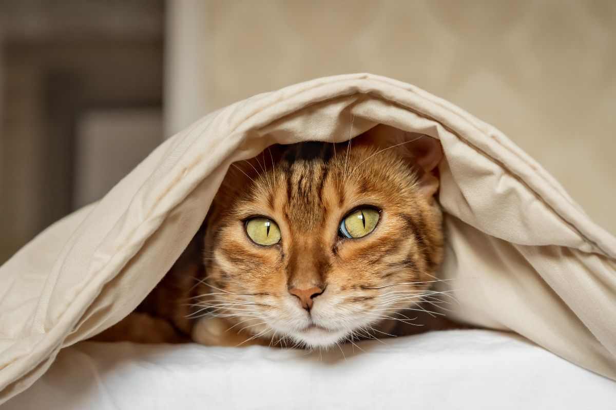 Gatto coperto da un lenzuolo