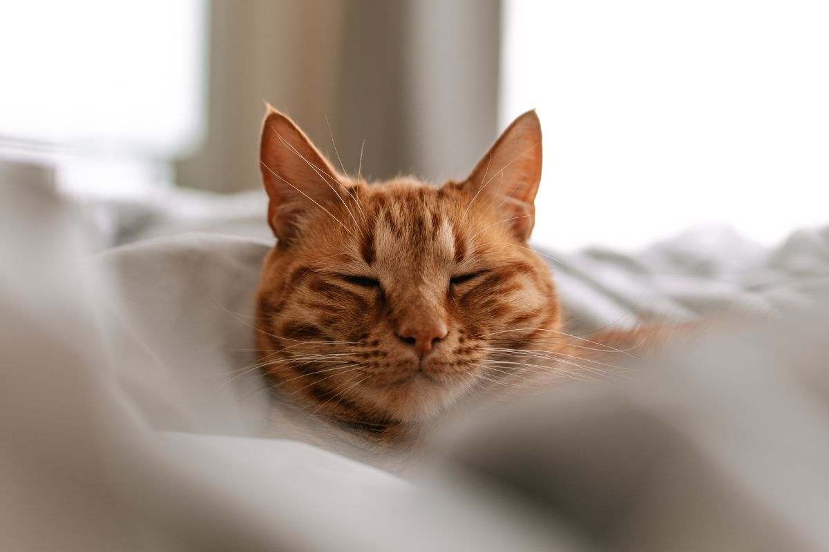 Gatto sul letto