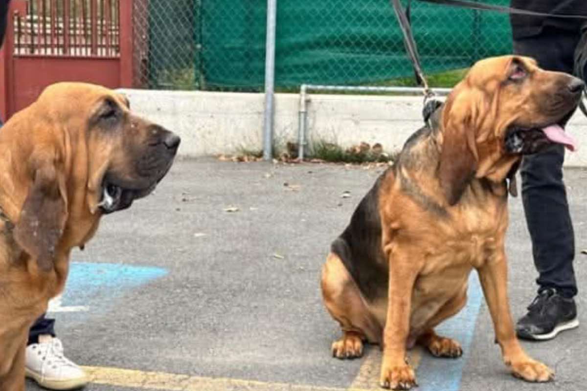 Coppia di cani molecolari al guinzaglio in strada