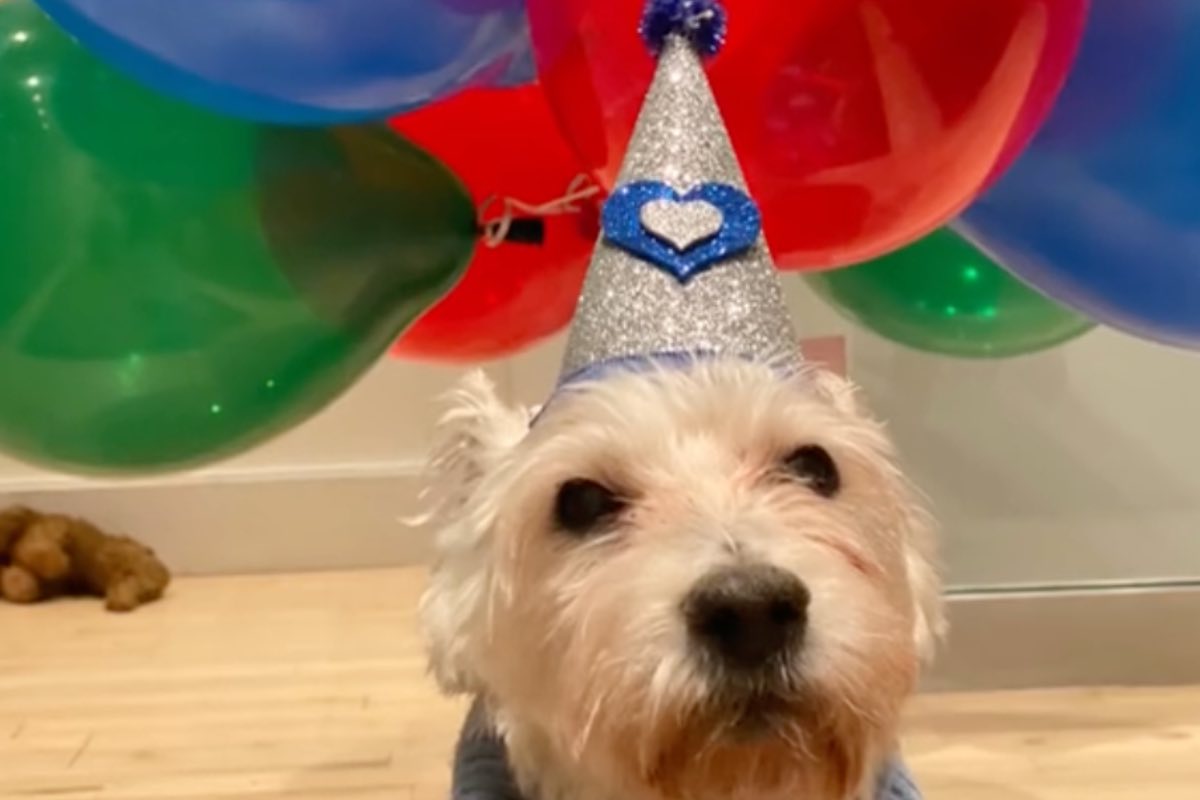 Cane con palloncini e cappellino glitterato