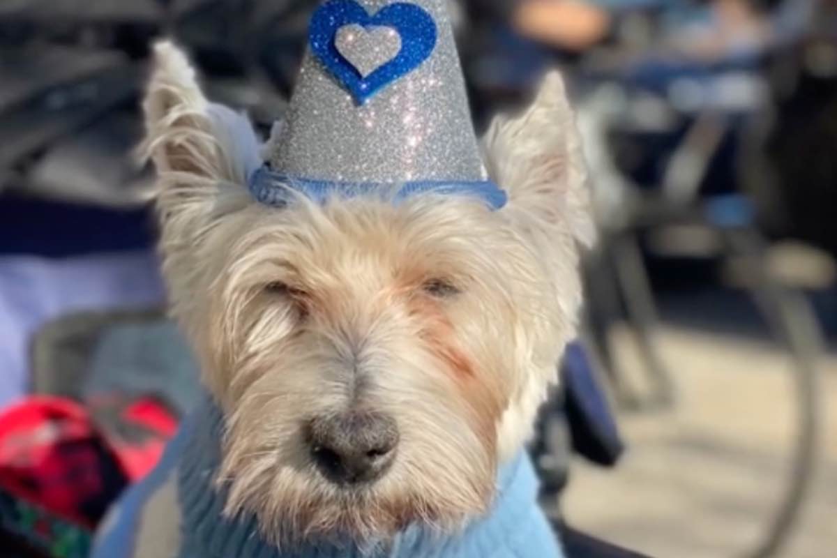 Cane vestito di celeste con cappello da mago luccicante