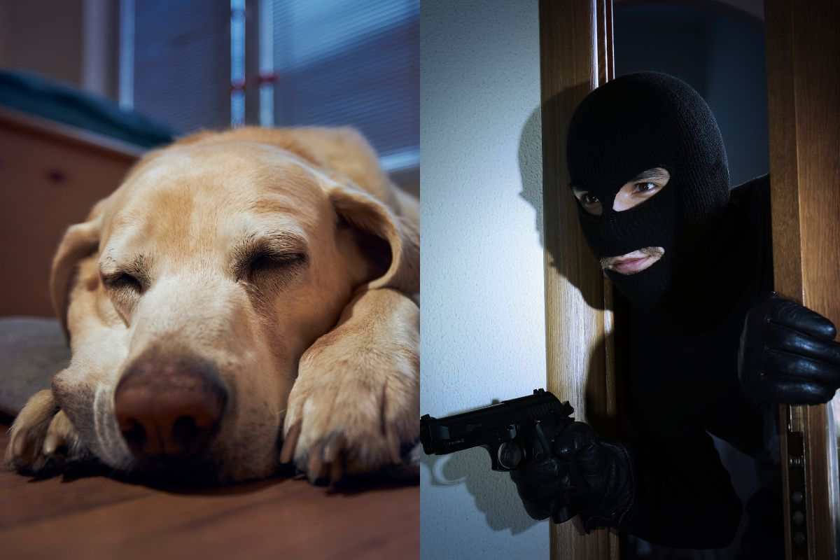 Cane e ladro che entra in casa a rubarlo