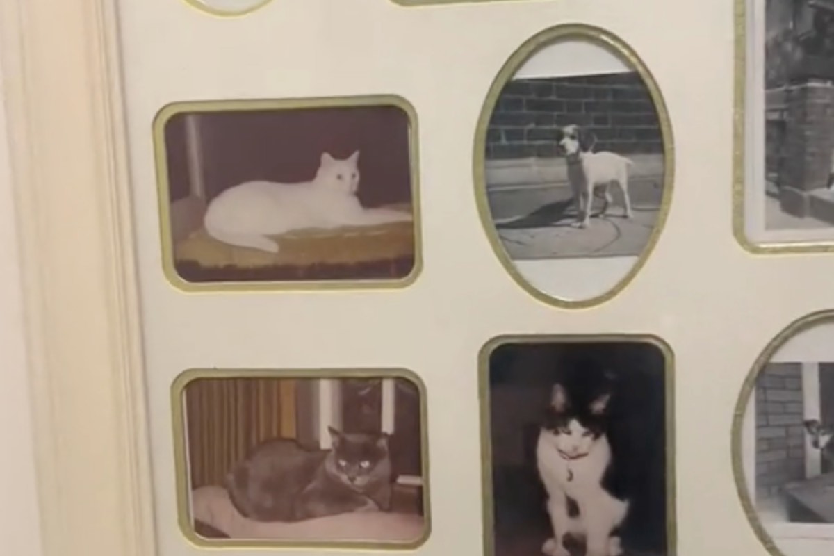 Fotografie di gatti e cani appese in una bacheca