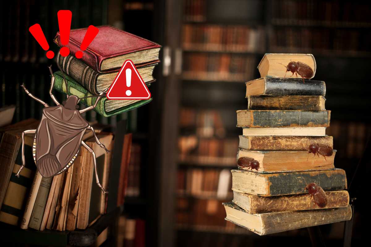 Libri antichi rovinati da un insetto