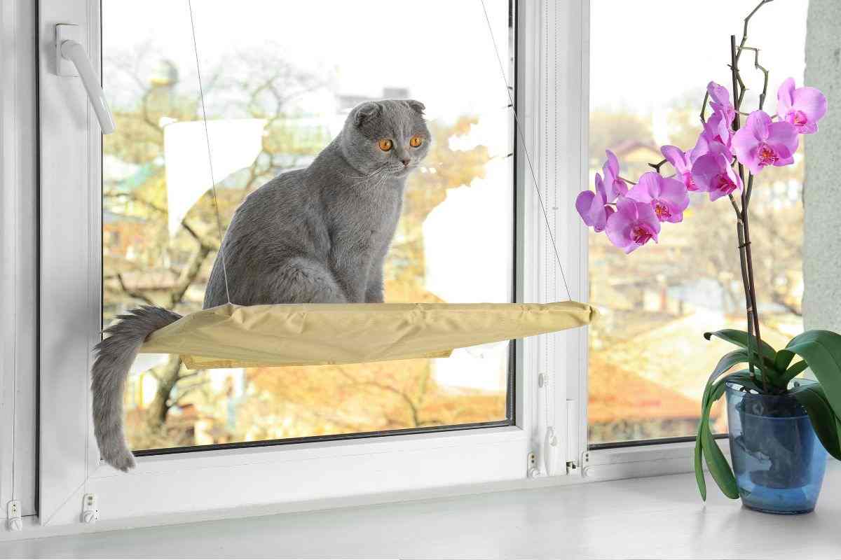 Gatto sulla finestra con orchidea
