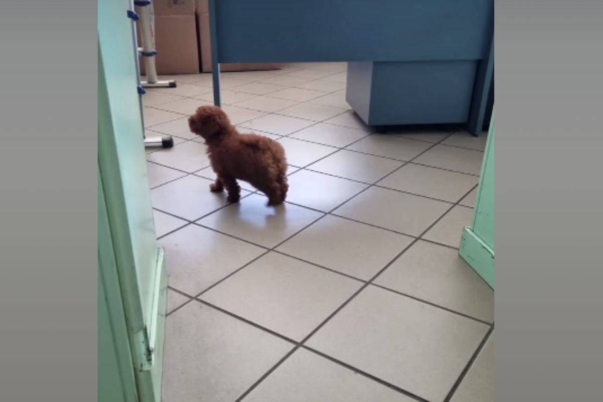 Cane a casa sua