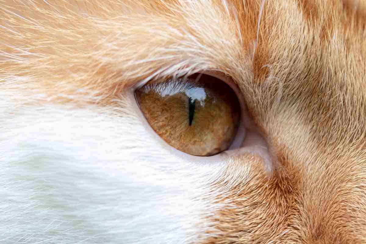 L’occhio marrone di un gatto arancione 