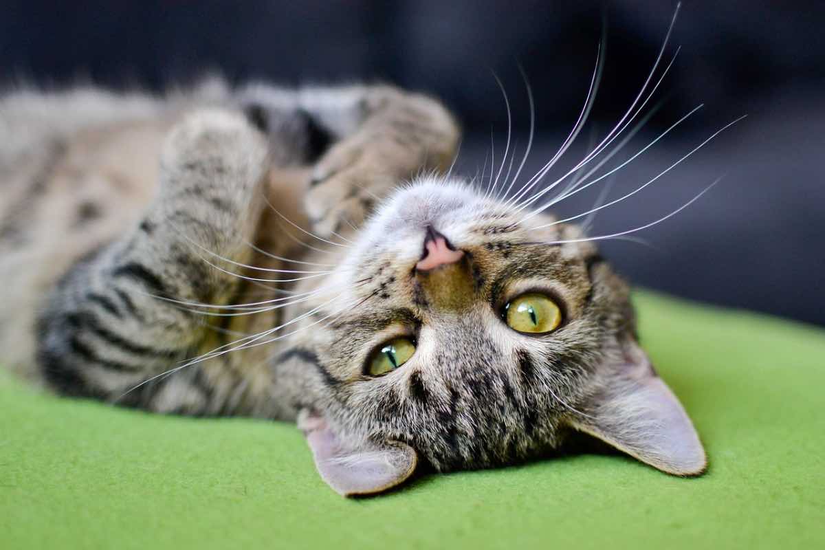 Gatto striato a testa in giù chiude l’occhio destro 