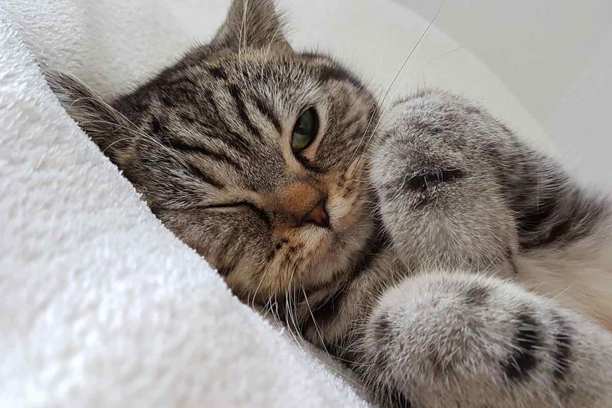 Gatto sdraiato sul letto fa l’occhiolino