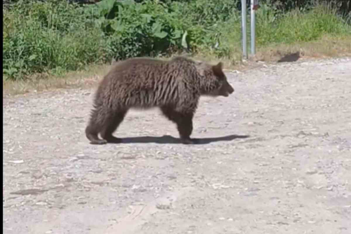 Orsa ripresa in video