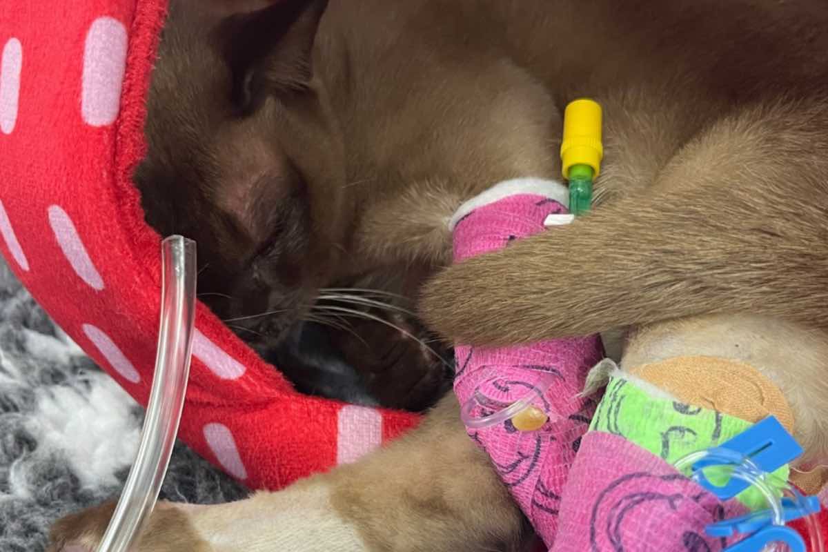 Il gatto Pablo sdraiato durante l'ospedalizzazione