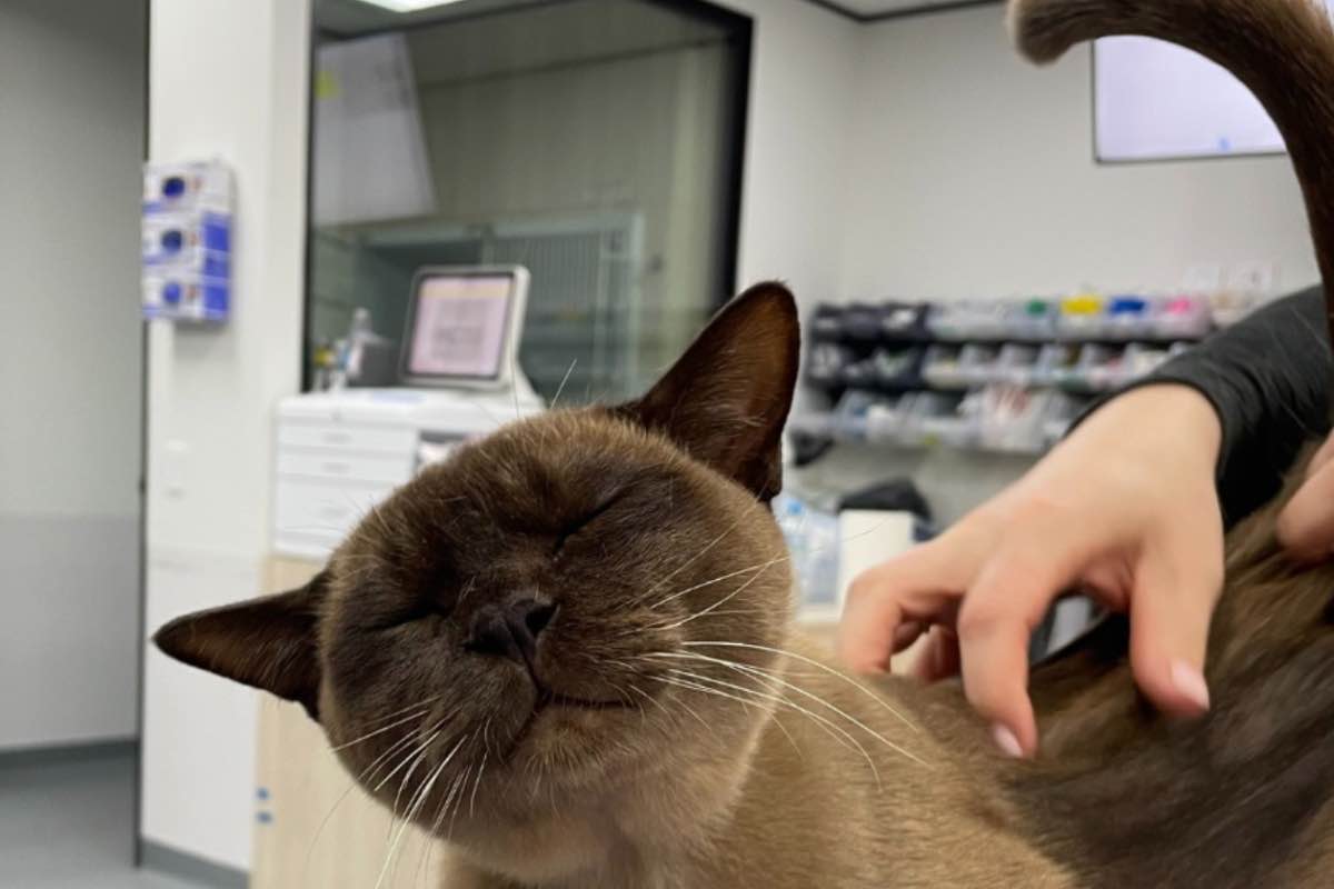 Gatto riceve una carezza nella clinica veterinaria 