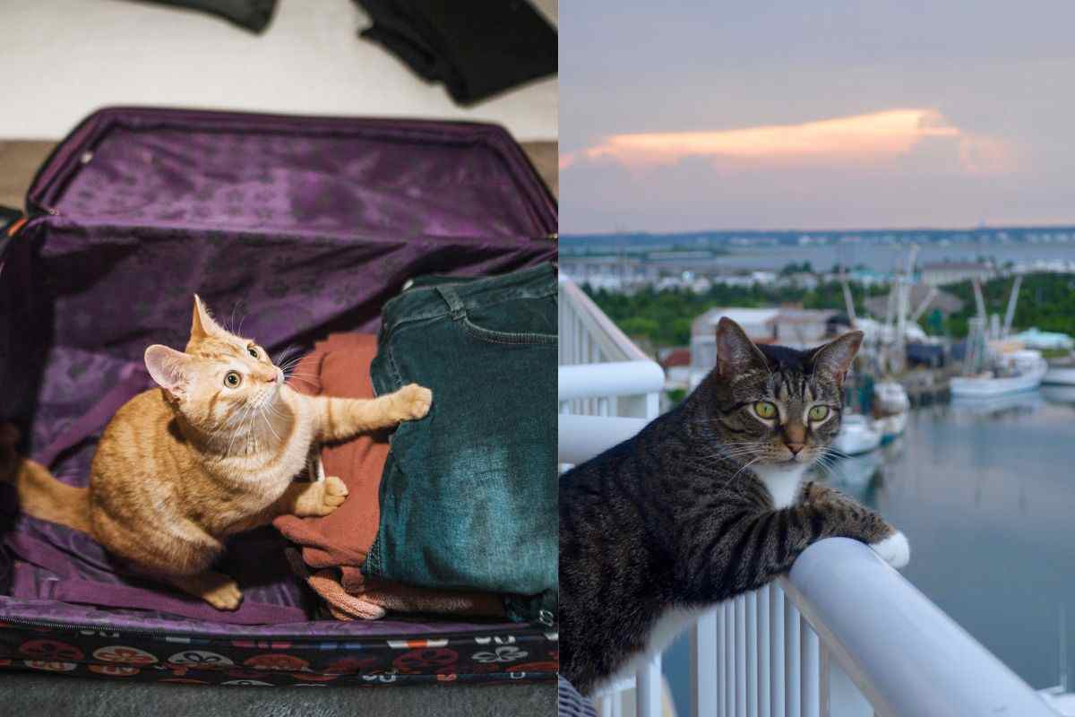 Gatto in valigia e in vacanza