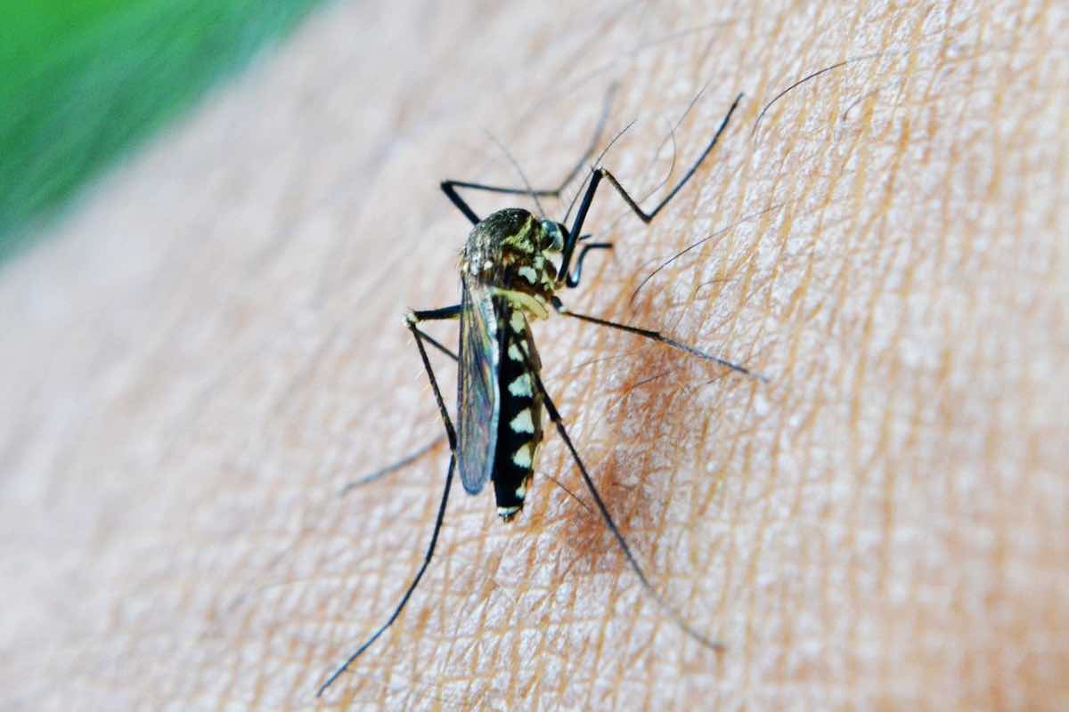 Zanzara tigre punge l’epidermide dell’uomo 