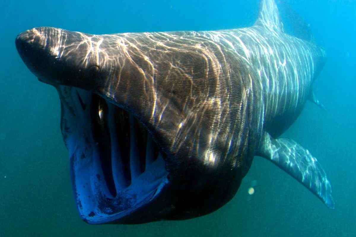 squalo elefante