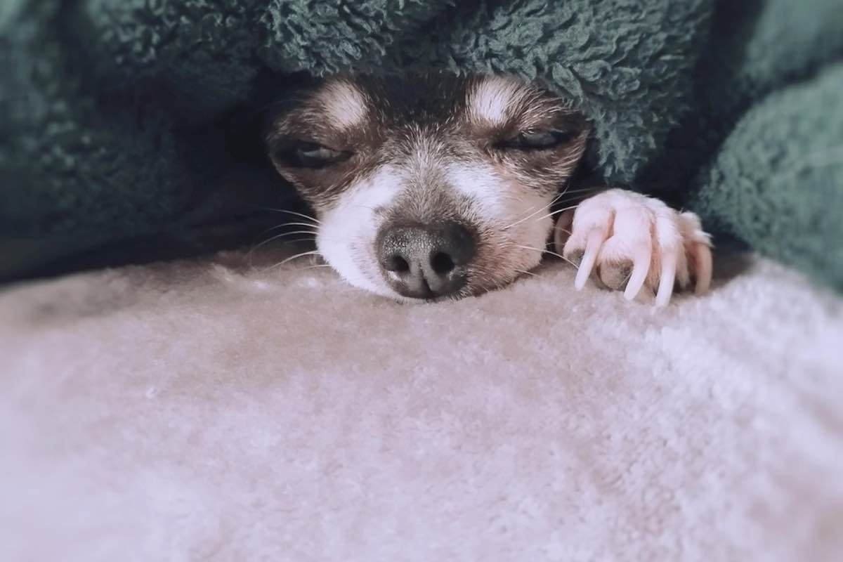 Piccolo cane sdraiato sotto le coperte