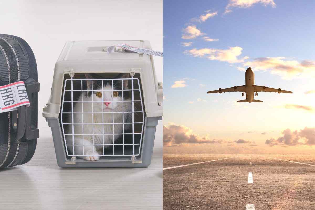 Gatto in trasportino per l'aereo