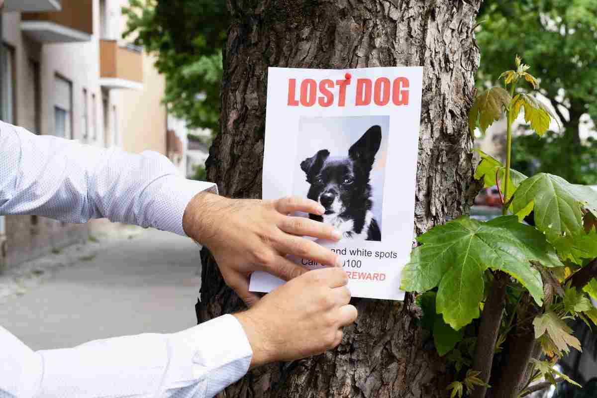 Volantino per cercare cane smarrito