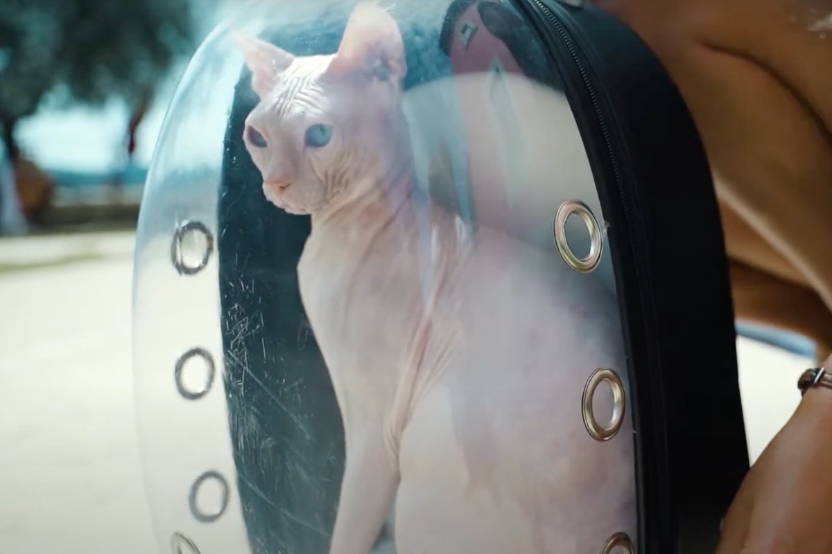 Zaino da viaggio trasparente per gatti