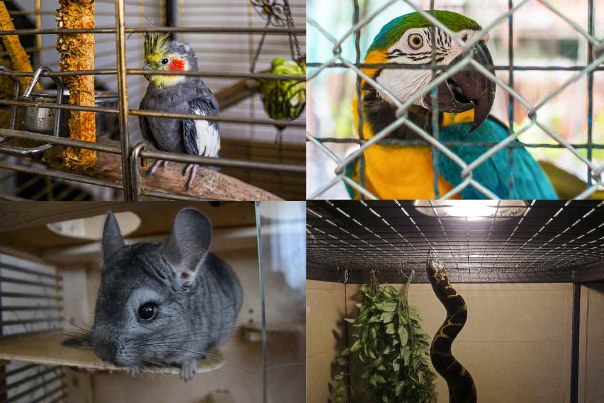 animali da compagnia da non tenere in casa