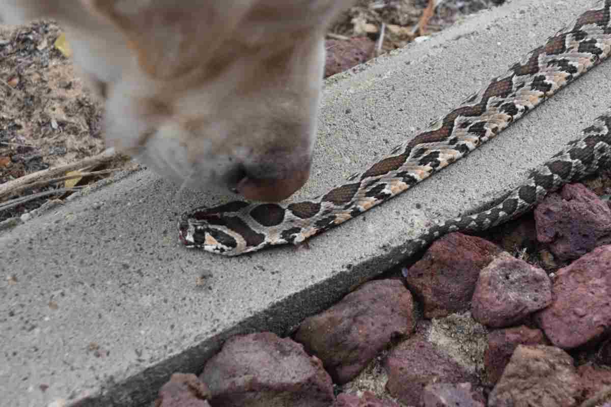 cane che annusa un serpente