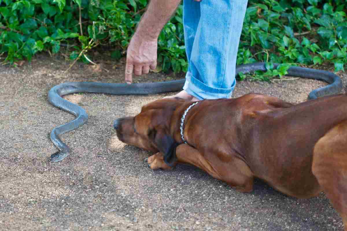 uomo che indica un serpente con il cane