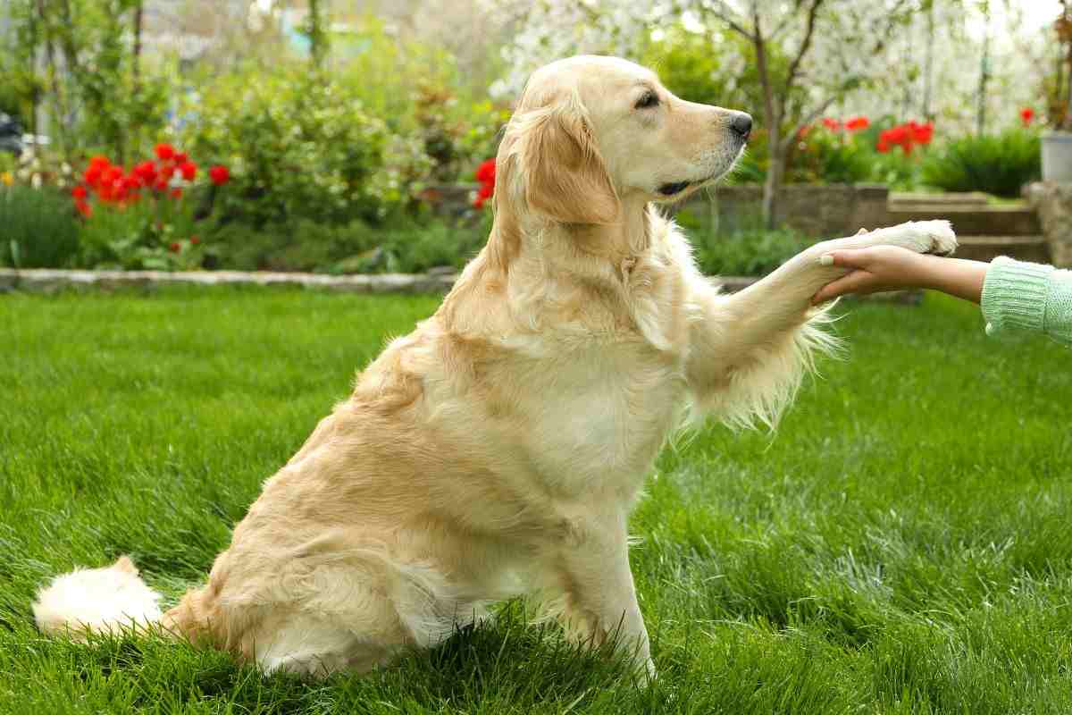 cane dà la zampa