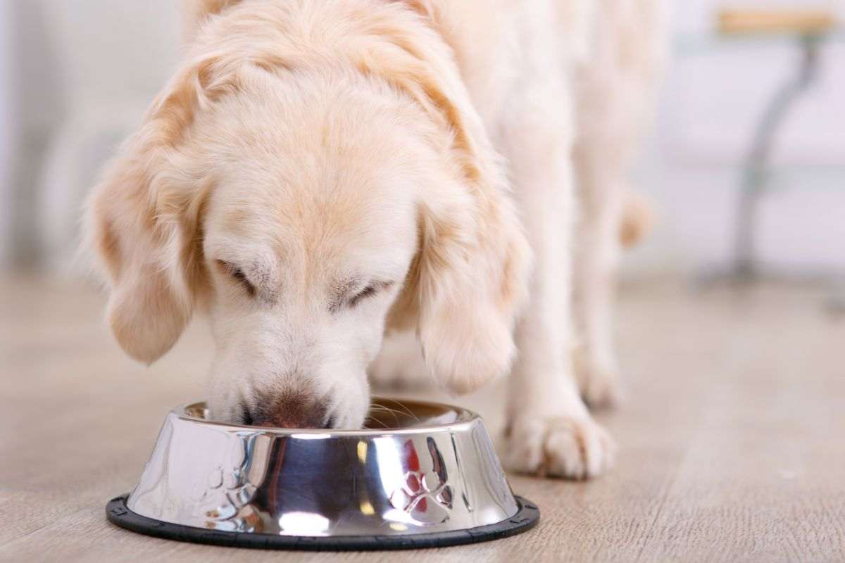 cane che mangia
