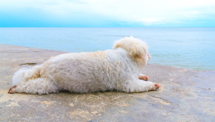 cane sdraiato in riva al mare
