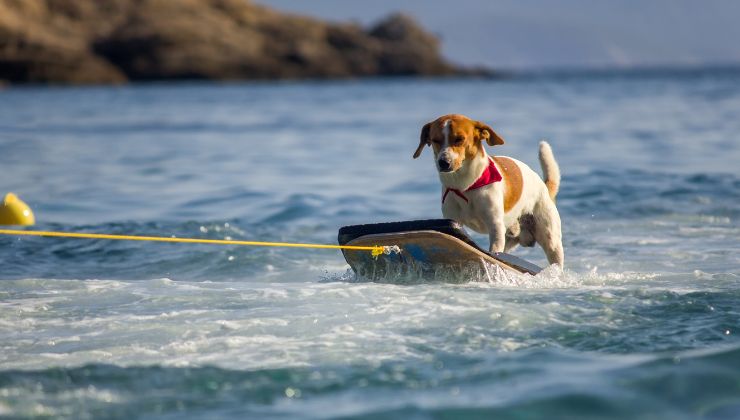 cane su tavoletta in mare