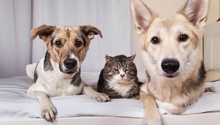cani e gatti
