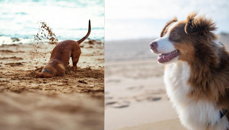 cani in spiaggia