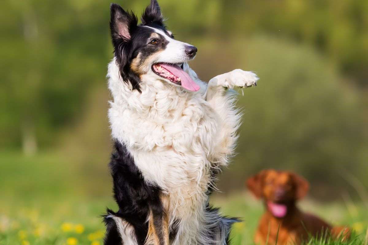 cane che alza la zampa sinistra