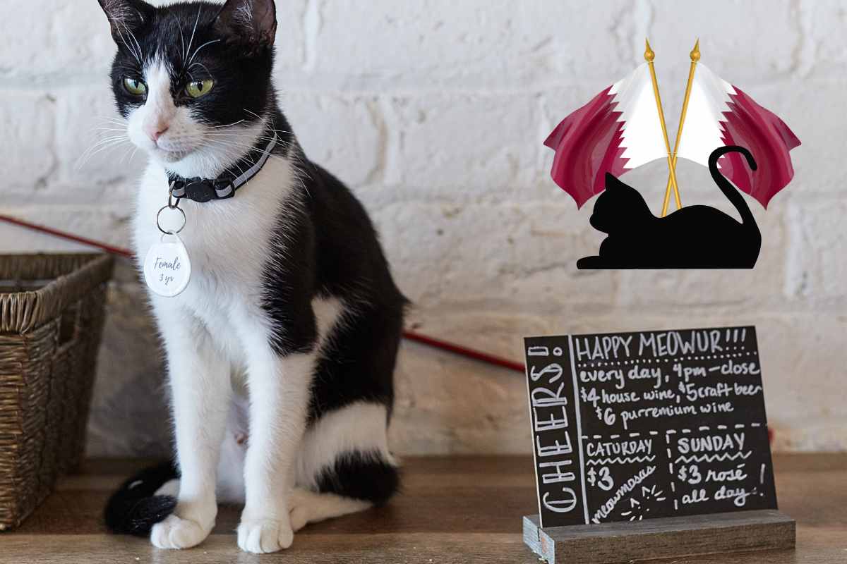cat cafè in Qatar