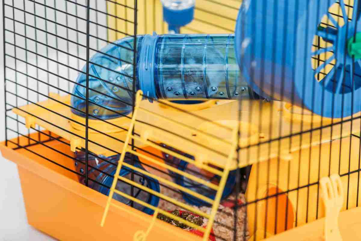 criceto in un tubo
