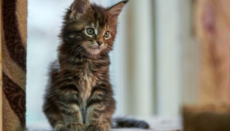cucciolo di gatto
