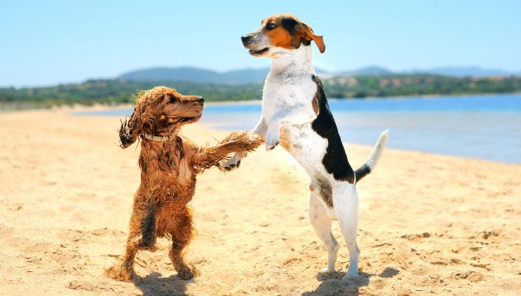 due cani in spiaggia