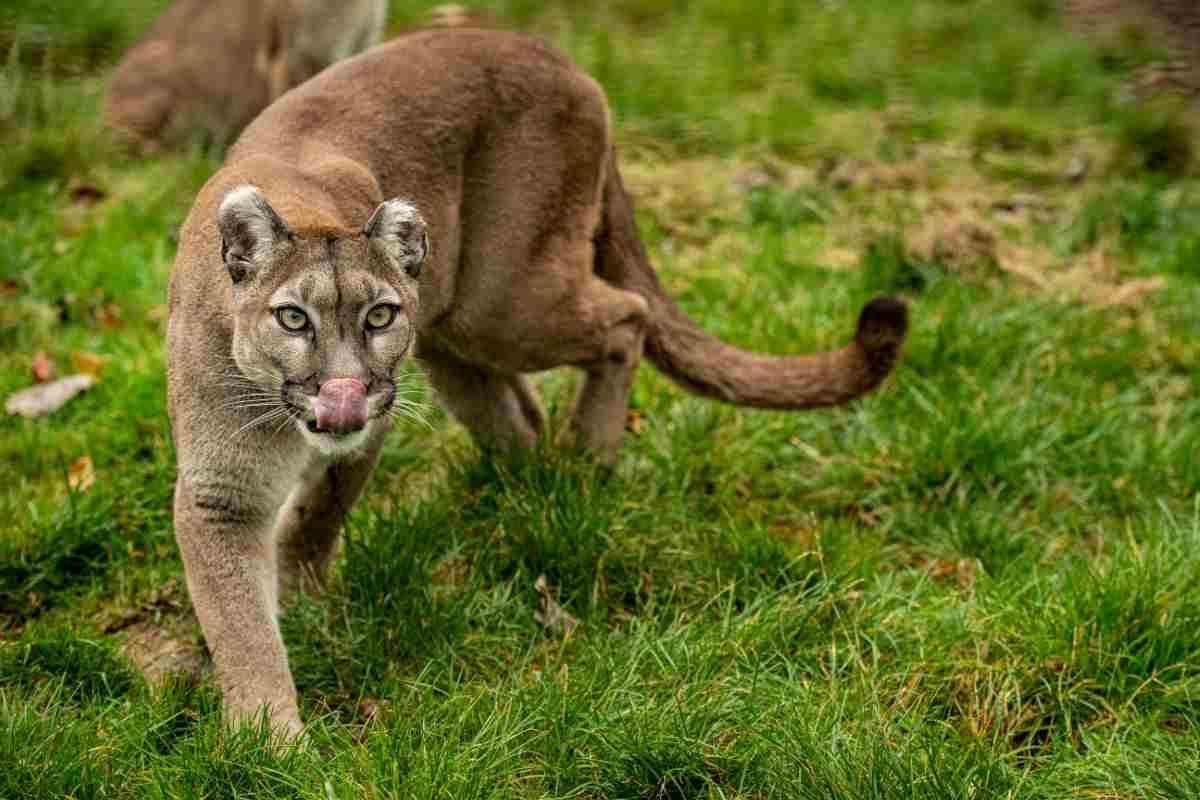puma