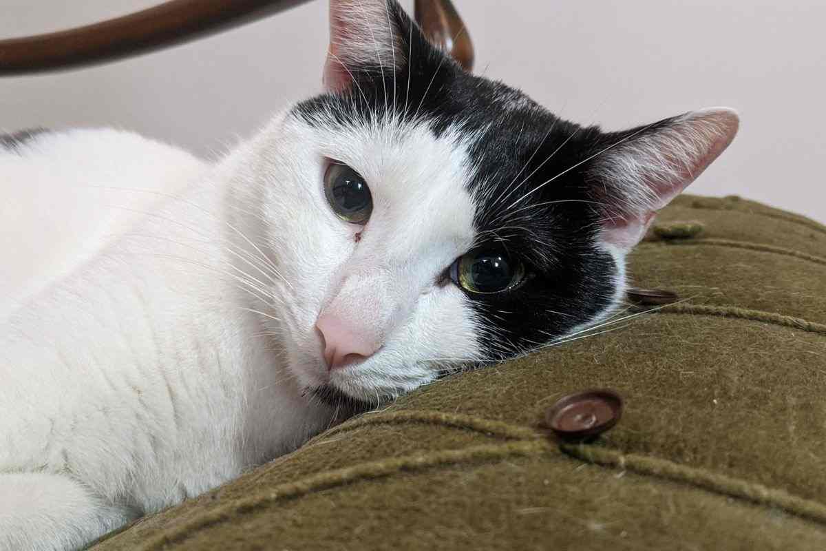 gatto triste