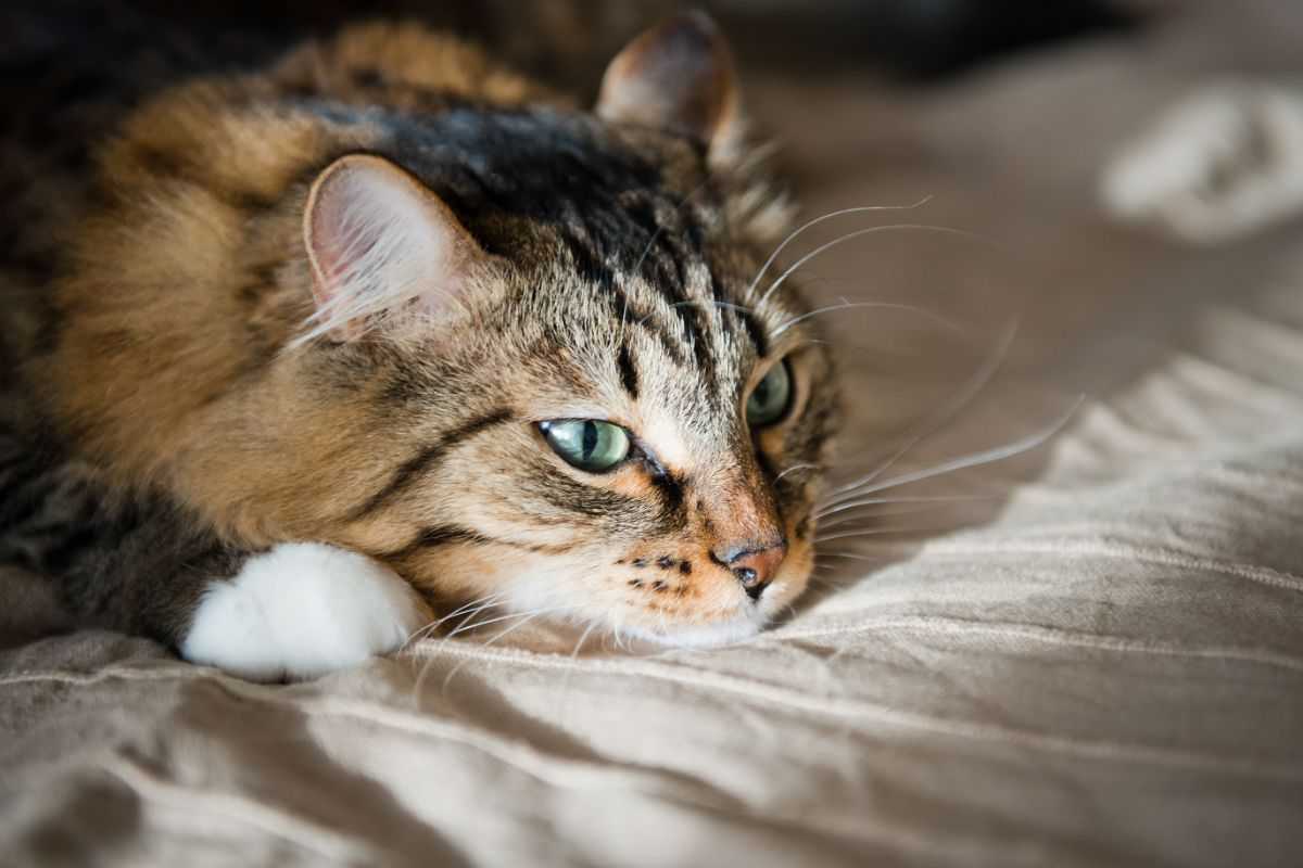 gatto apatico