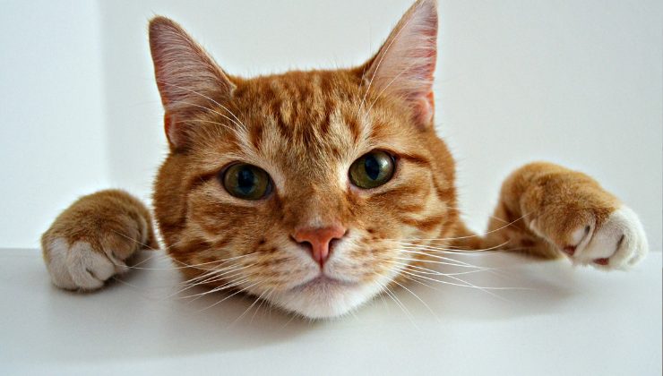gatto arancione con il muso su un tavolo