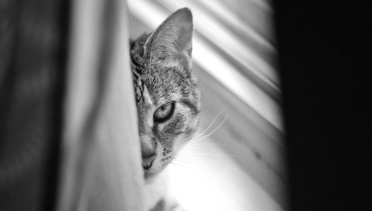 gatto nascosto dietro la tenda