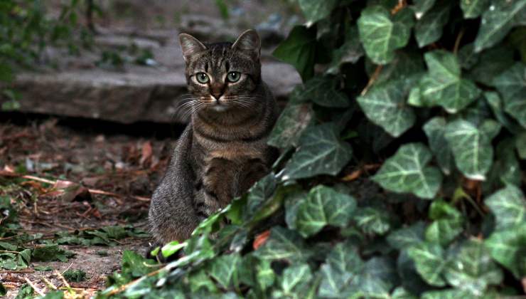gatto nascosto dietro l'edera in giardino