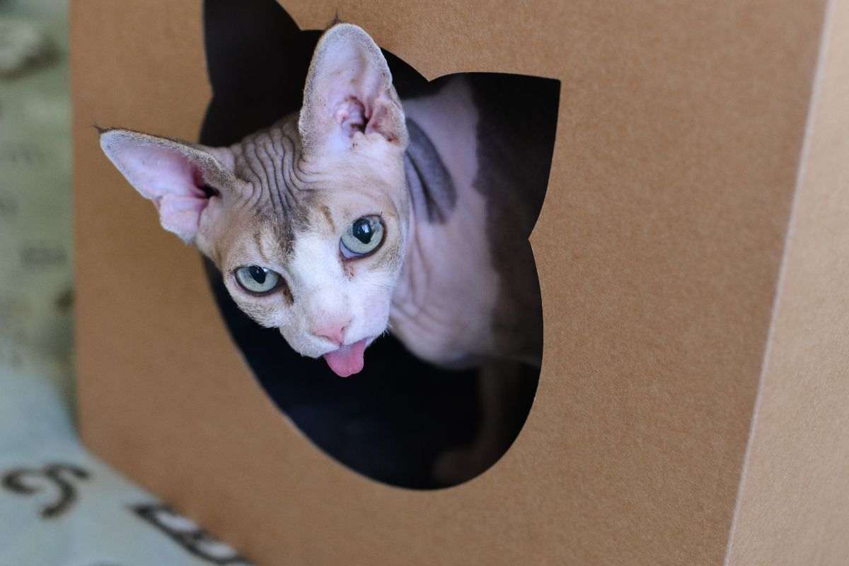 gatto linguaccia